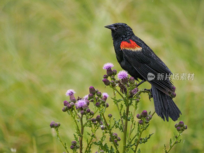 红翼黑鸟Agelaius Phoeniceus栖息雨